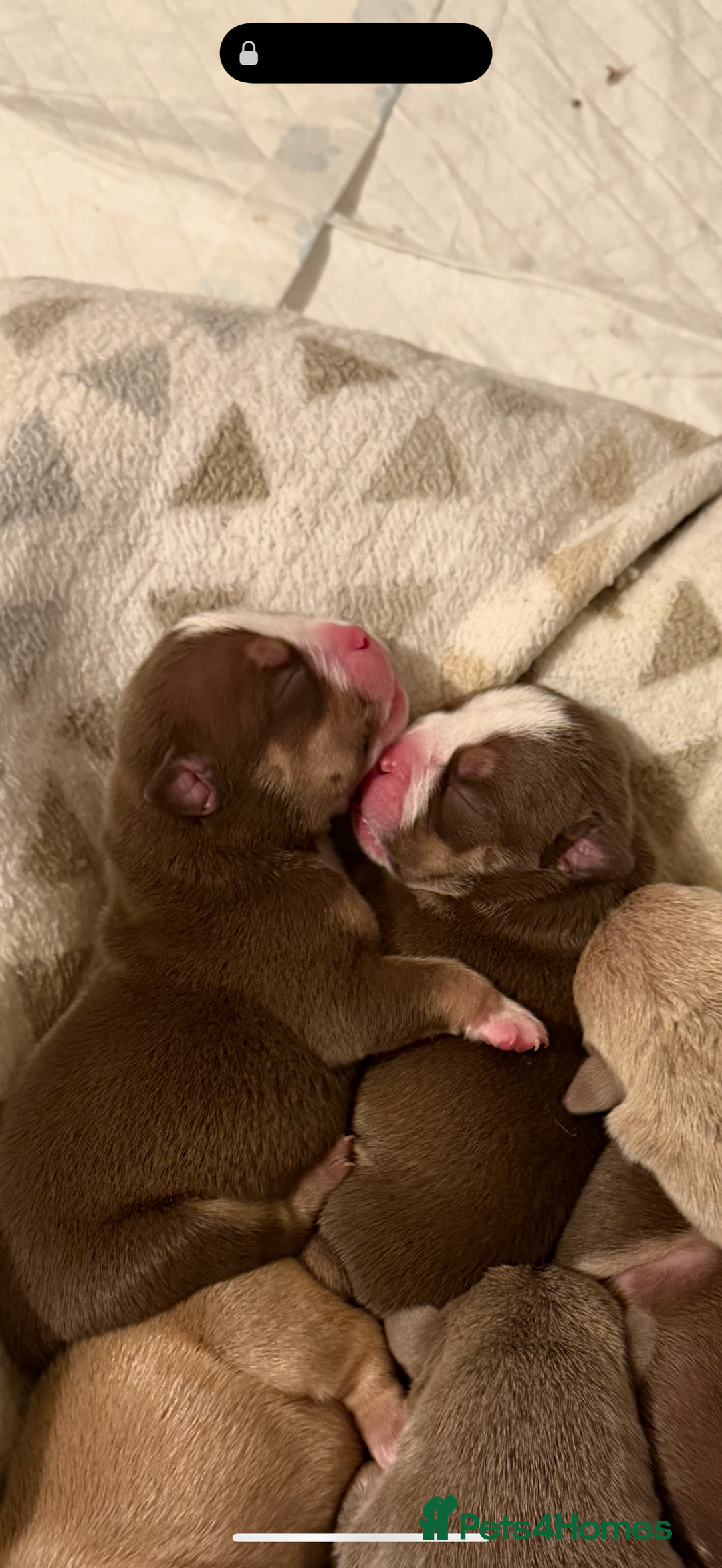 Mixed Breed dogs for sale: Stunning English bulldog mix pocket bully  - Image 11