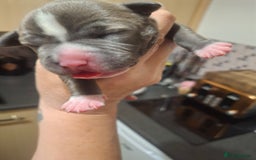 Staffordshire Bull Terrier dogs for sale: Staffordshire bull terrier puppies  - Image 11