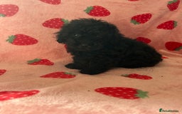 Toy Poodle dogs for sale: *Price reduced *last 2 Kc reg toy poodle pups  - Image 7