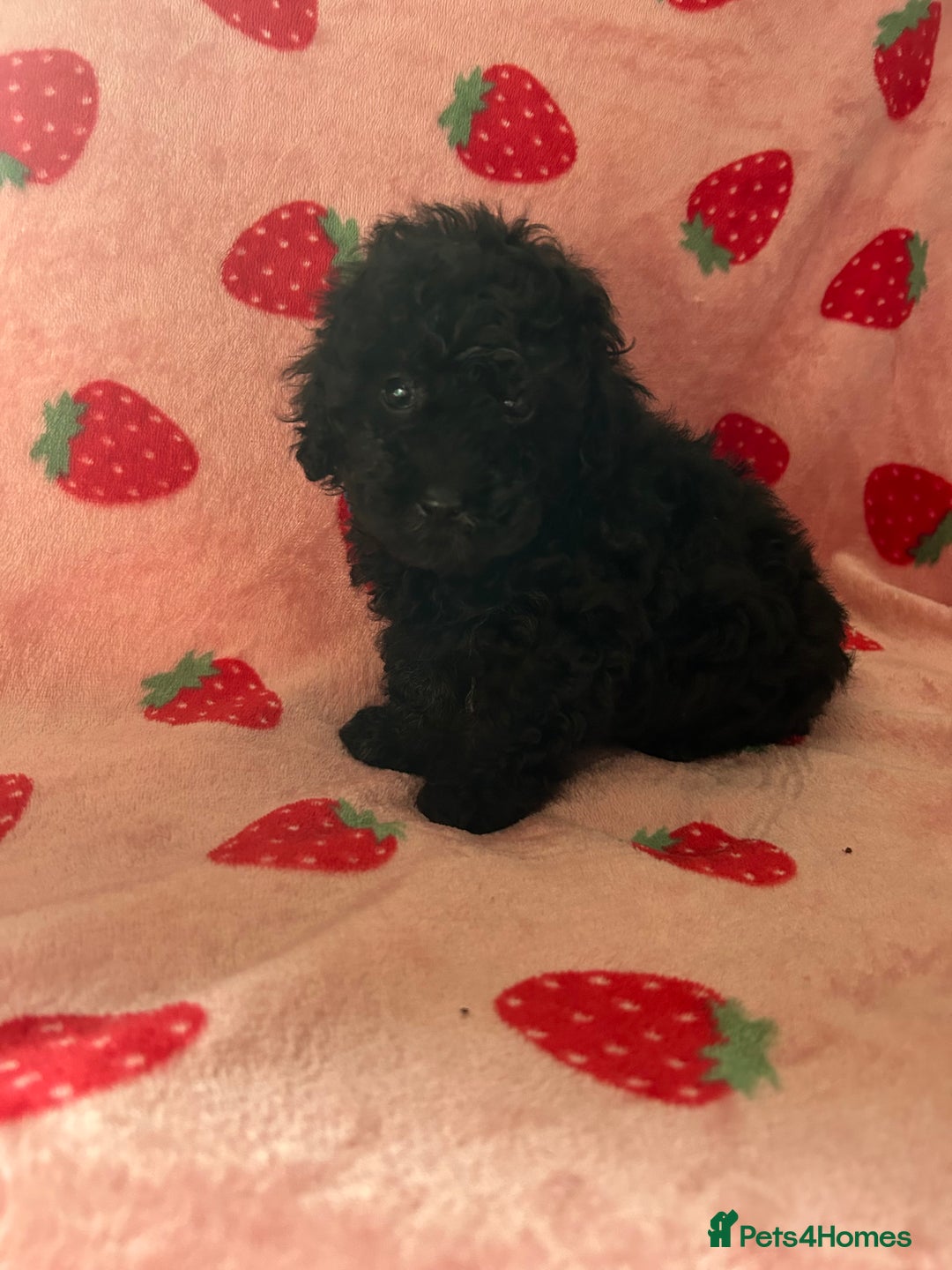 Toy Poodle dogs for sale: *Price reduced *last 2 Kc reg toy poodle pups  - Image 7