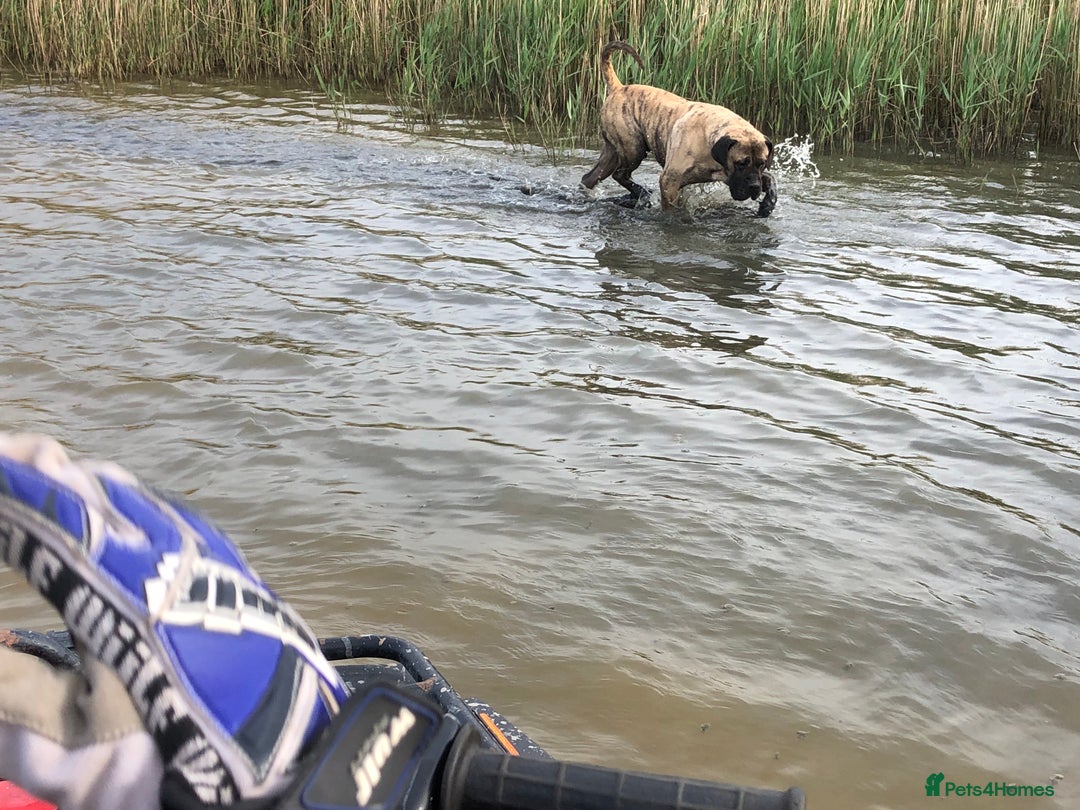 Presa Canario dogs for stud: STUD DOG presa canario pedigree reverse brindle - Image 5