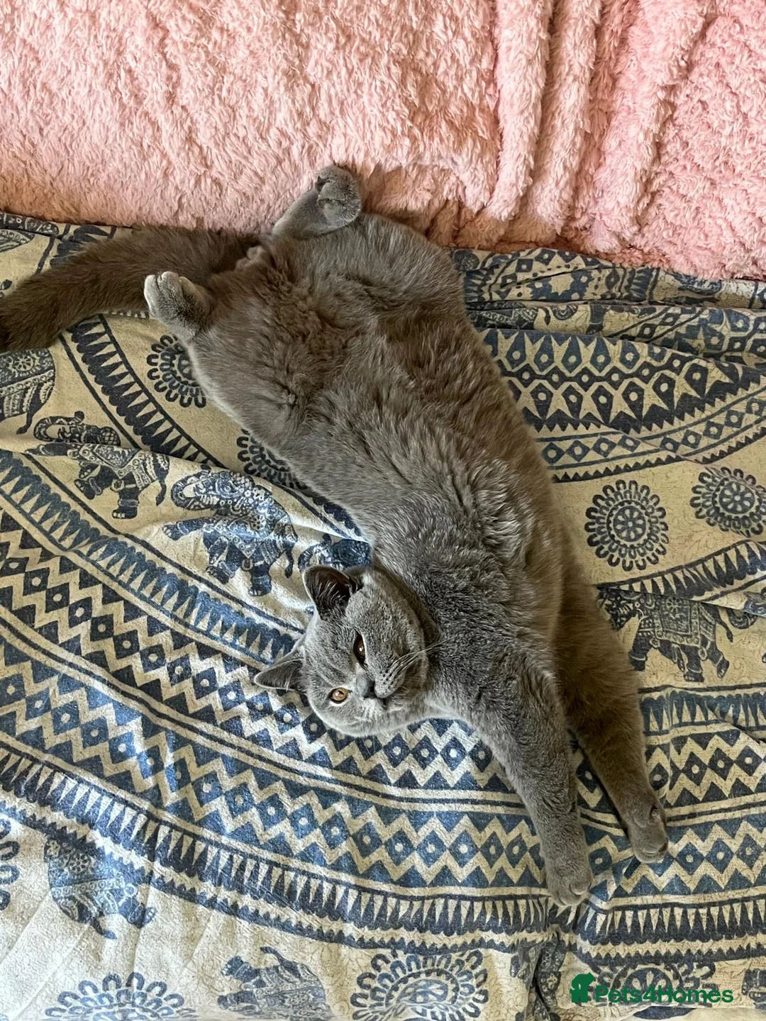 British Shorthair cats for sale: Excitable British Shorthair Young  - Advert 5