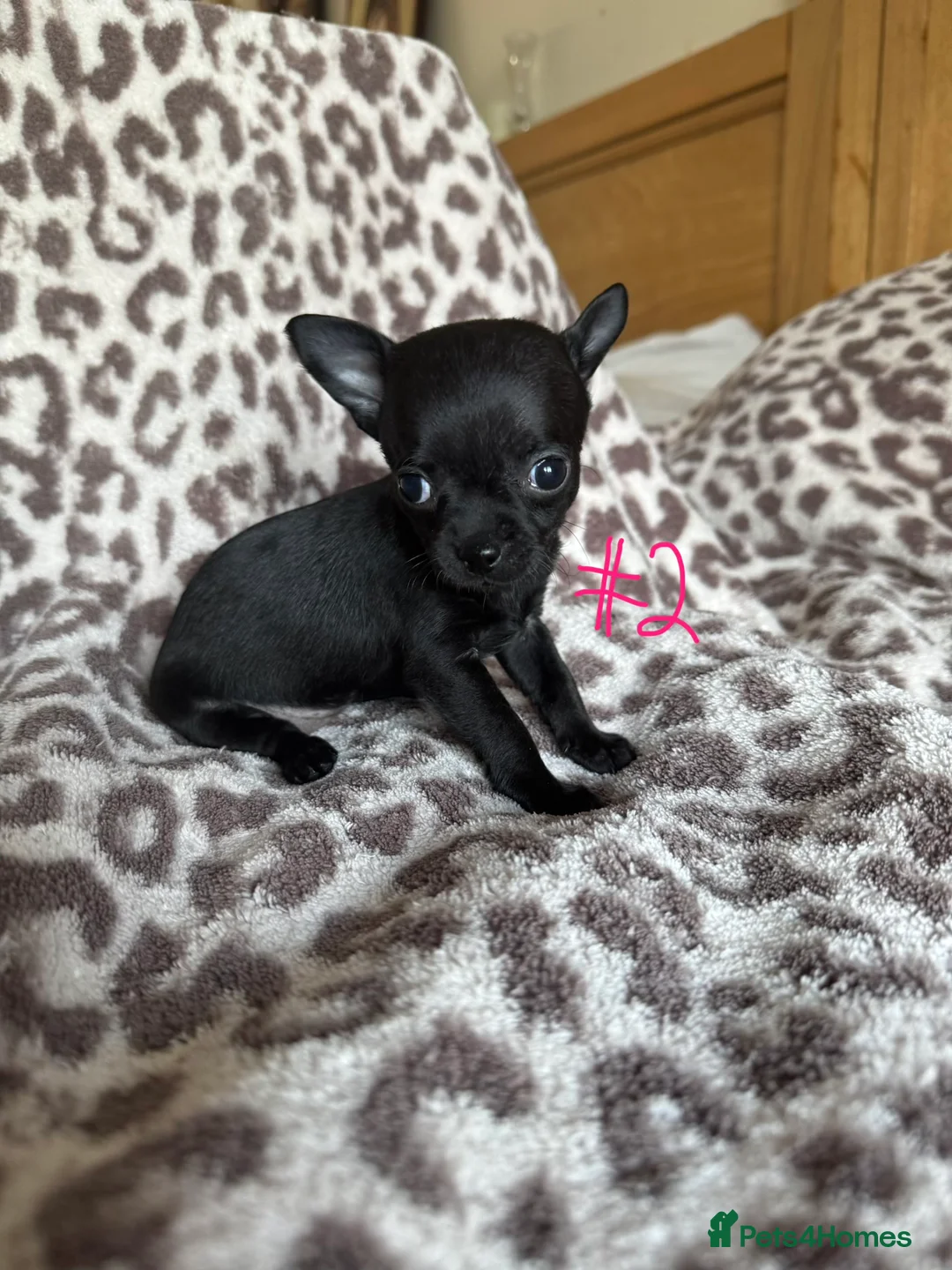 Chihuahua dogs for sale: KC Reg short-hair Chihuahua apple-headed puppies - Advert 26