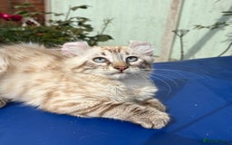 Keetso cats for sale: Stunning polydactyl longhaired snow leopard Keetso - Image 24