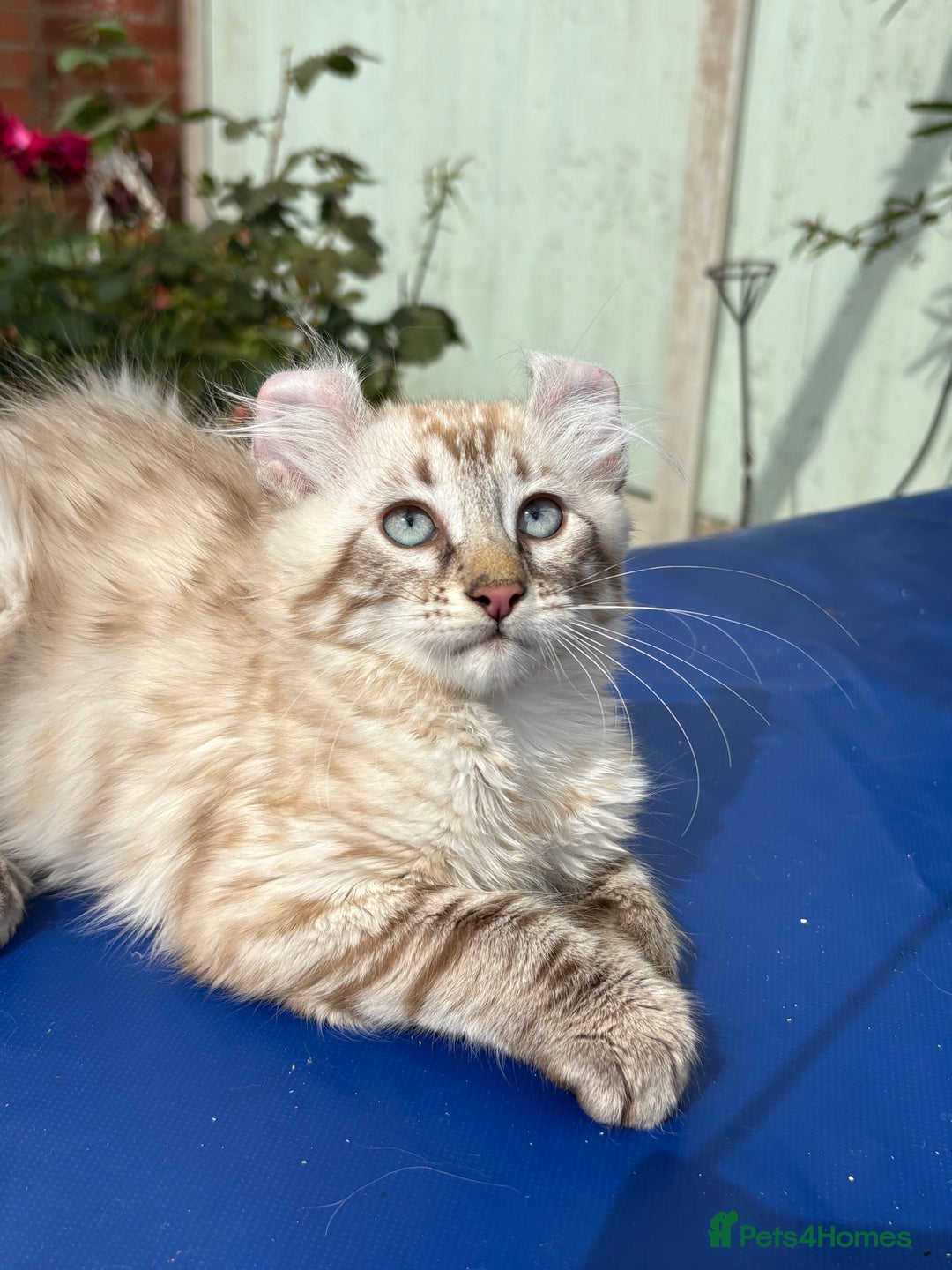 Keetso cats for sale: Stunning polydactyl longhaired snow leopard Keetso - Image 24