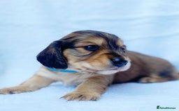 Miniature Dachshund dogs for sale: Miniature Dachshund puppies  - Image 3