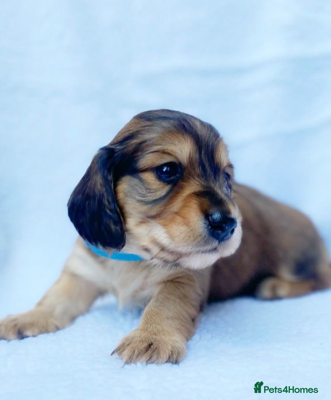 Miniature Dachshund dogs for sale: Miniature Dachshund puppies  - Image 3