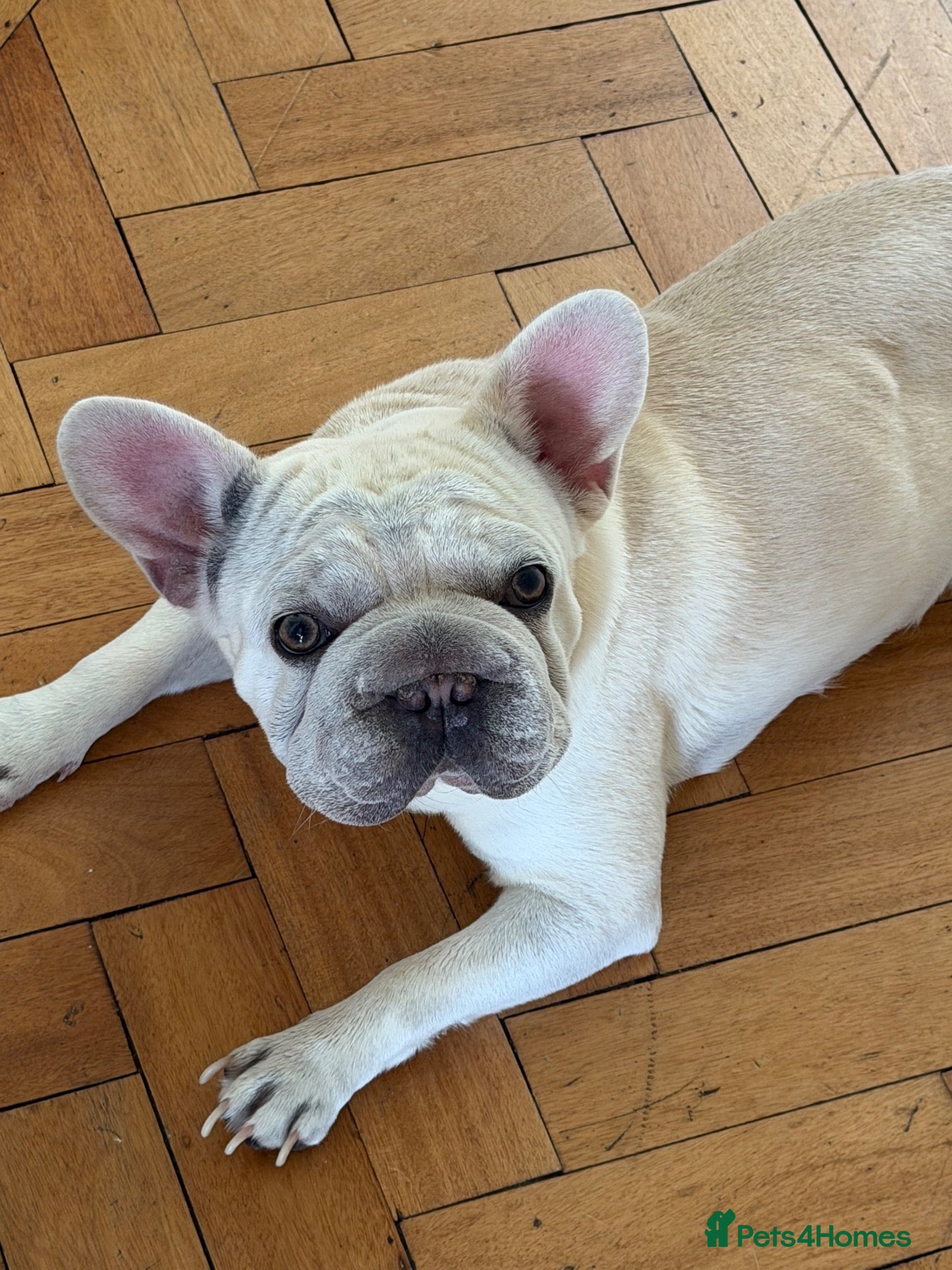 French Bulldog dogs French bulldog for rehome - Advert 17