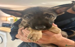 German Shepherd dogs for sale: Blue line German Shepherd’s - Ready today!  - Advert 25