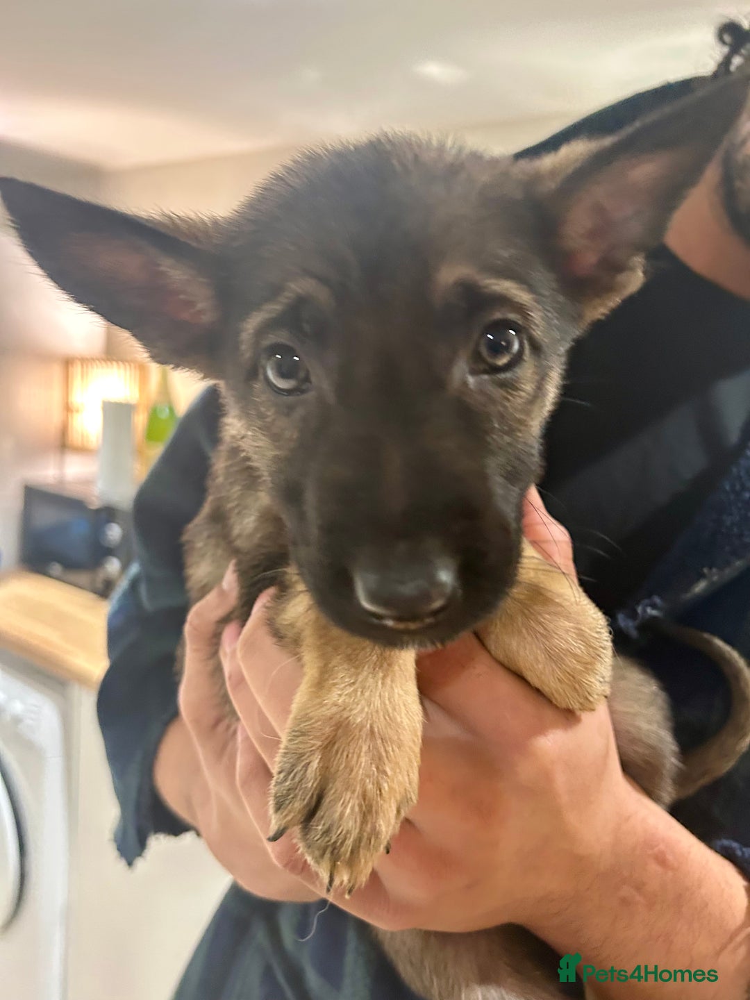 German Shepherd dogs for sale: Blue line German Shepherd’s - Ready today!  - Advert 25