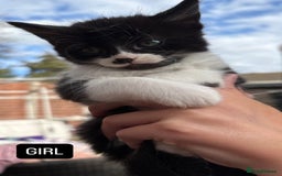 Domestic Shorthair cats for sale: 5 Beautiful kittens ready to leave  - Image 9