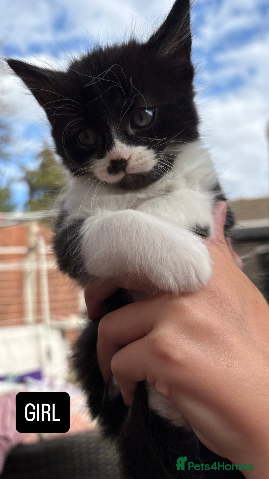 Domestic Shorthair cats for sale: 5 Beautiful kittens ready to leave  - Image 9