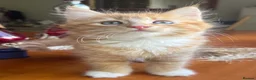 Mixed Breed cats for sale: Ginger Calico Tuxedo Kittens London-Richmond Sale - Advert 30