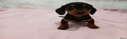 Miniature Dachshund dogs for sale: Miniature dachshund puppy's  - Advert 8