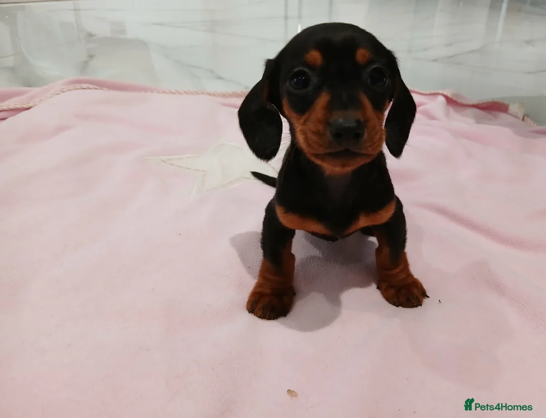 Miniature Dachshund dogs for sale: Miniature dachshund puppy's  - Advert 8