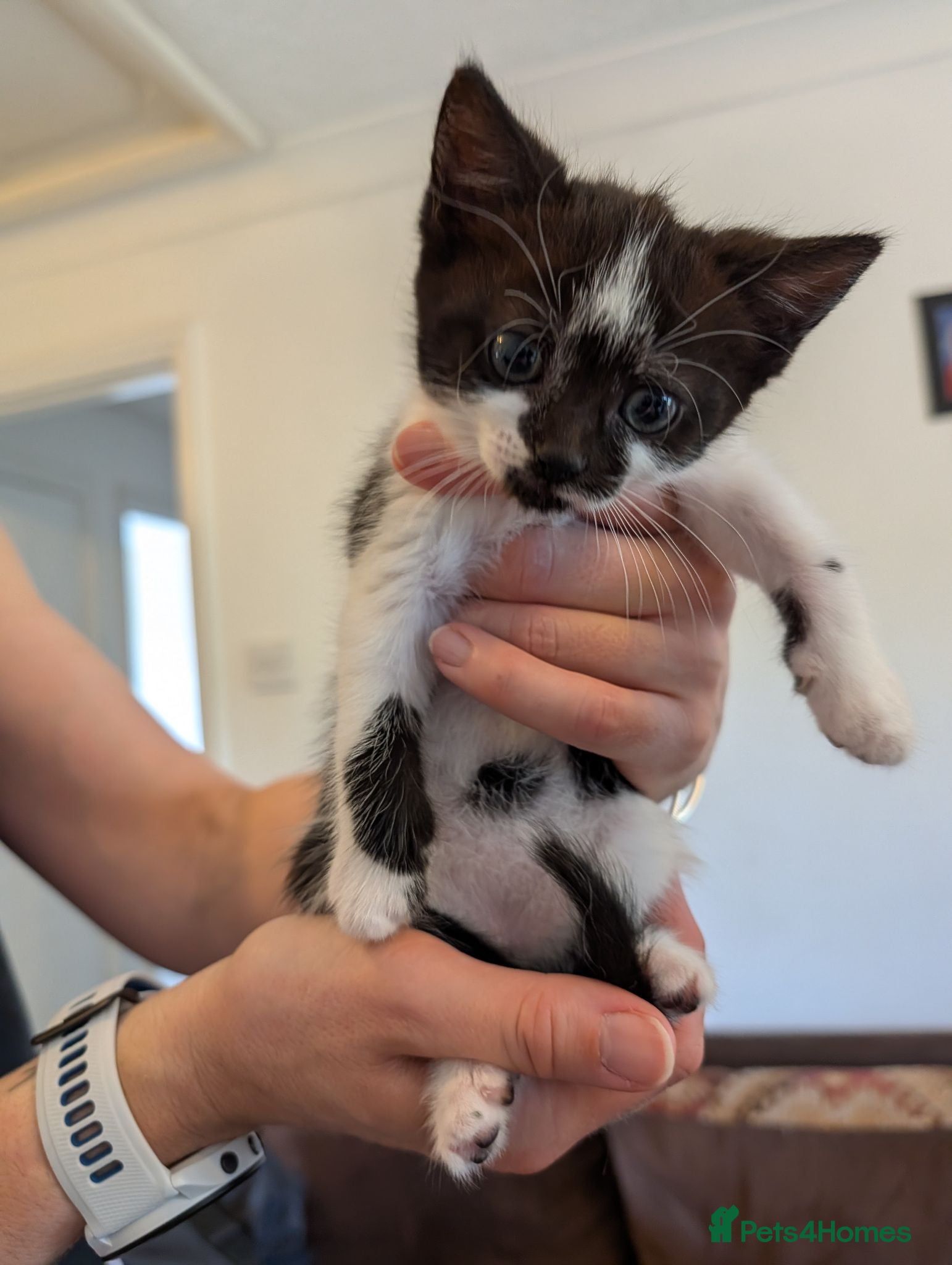 Mixed Breed cats Beutiful Mixed Breed Kittens - Advert 1