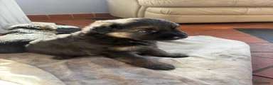 German Shepherd 1