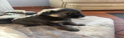 German Shepherd dogs for sale: German shepherd puppies - Advert 4