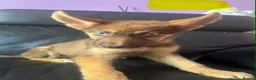 Shepsky dogs for sale: Stunning multi-coloured eyed puppies - Advert 24