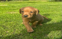 Labrador Retriever dogs for sale: Beautiful litter of KC labrador puppies  - Image 5