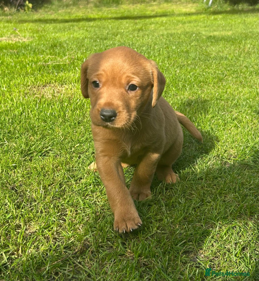 Labrador Retriever dogs for sale: Beautiful litter of KC labrador puppies  - Image 5