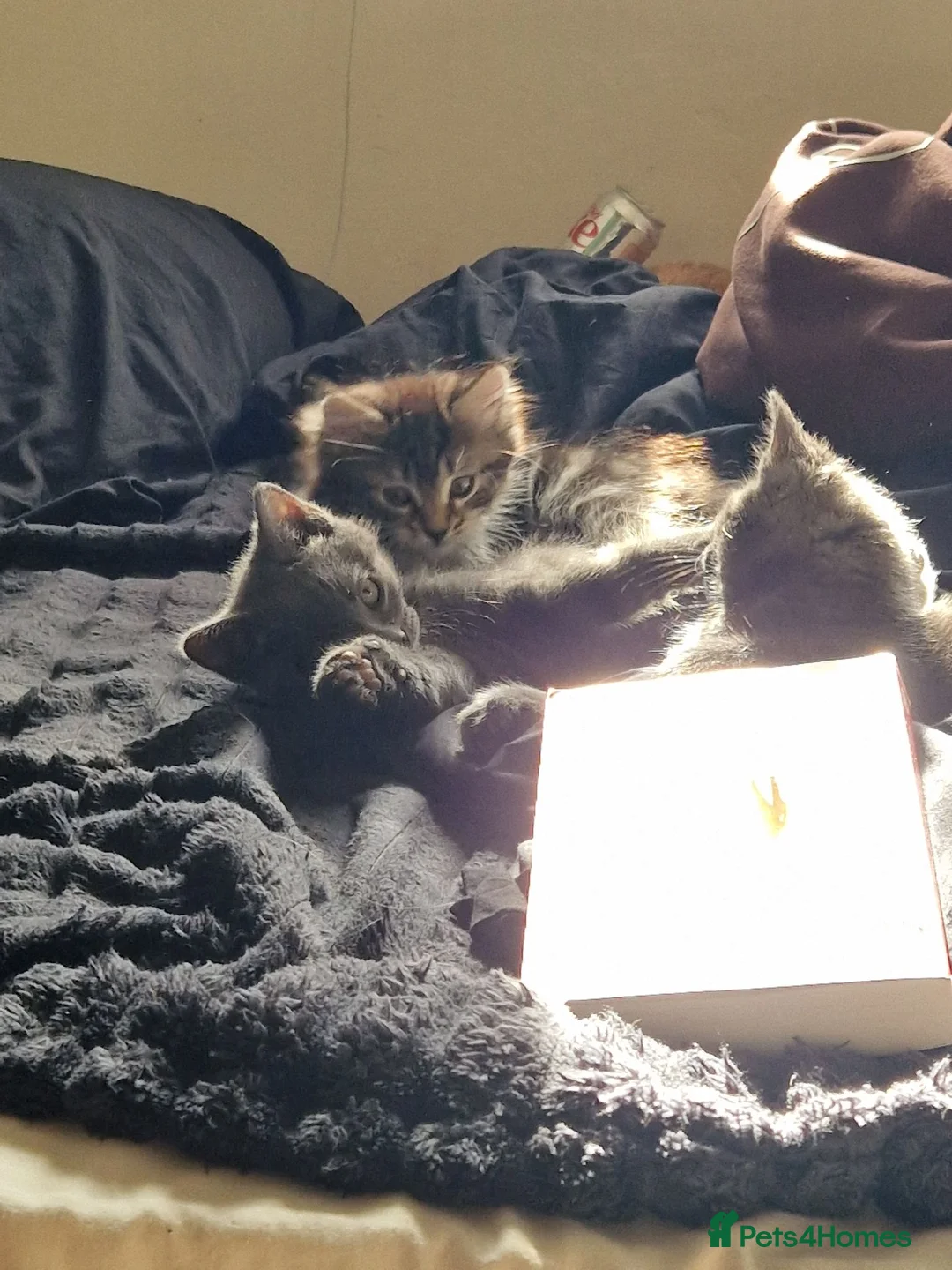 Mixed Breed cats for sale: Super Friendly Kittens for sale  in Edinburgh - Advert 2