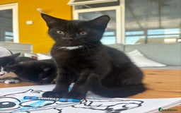 Mixed Breed cats for sale: Black Tux kitten - Image 1