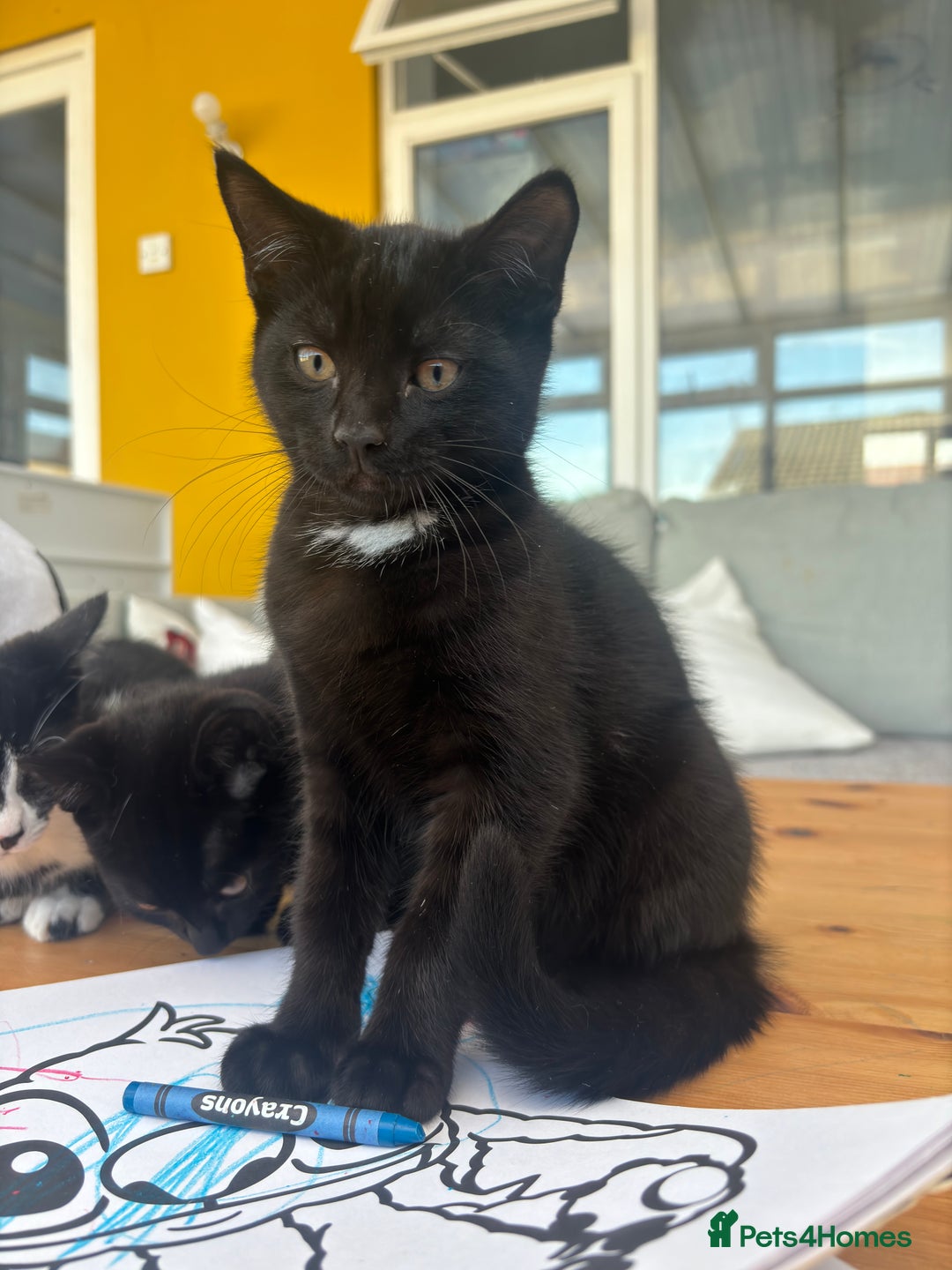 Mixed Breed cats for sale: Black Tux kitten - Image 1