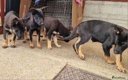 German Shepherd dogs for sale: German shepherd puppies - Image 4