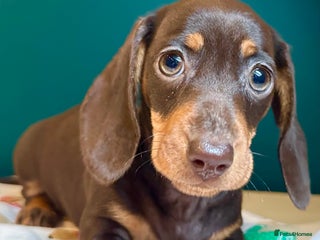 Miniature Dachshund dogs - Advert 19