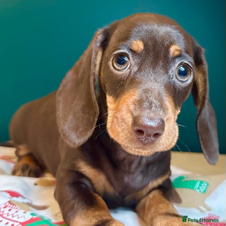 Miniature Dachshund dogs - Advert 13