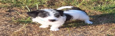 Black/white boy (light blue collar)