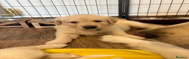 Golden Retriever Puppy 3