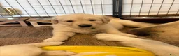 Golden Retriever dogs for sale: Golden puppies - Advert 4