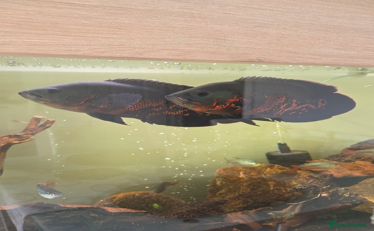 Cichlids fish - Advert 1