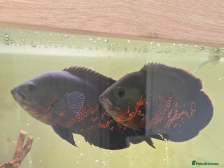 Cichlids fish - Advert 1