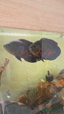 Cichlids fish - Advert 1