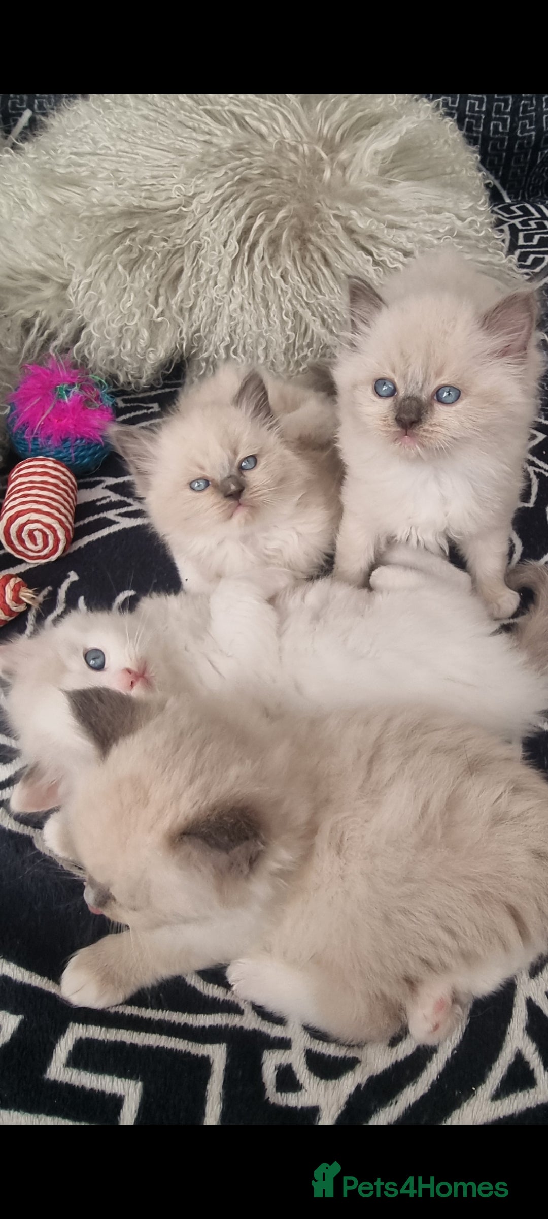 Ragdoll cats for sale: Ragdoll  - Advert 22