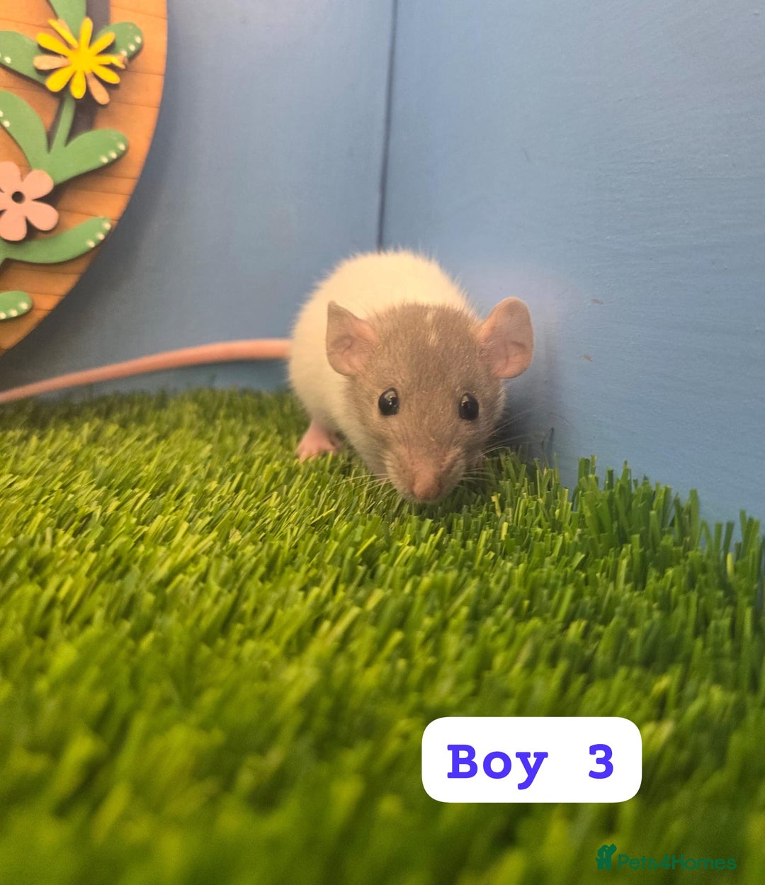 Rat rodents for sale: Baby Dwarf Rats Males Females  - Advert 3