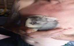 English rabbits for sale: Beutiful baby rabbits  - Image 9