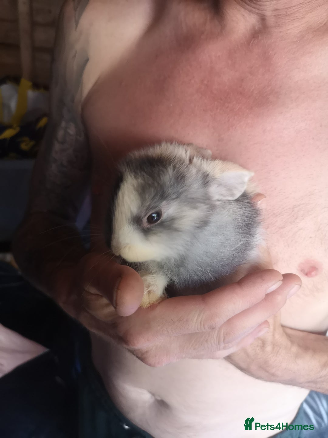 English rabbits for sale: Beutiful baby rabbits  - Image 9