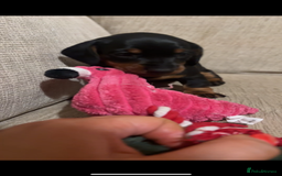 Dachshund dogs for sale: 2 female dachshund puppies  - Image 3