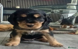 Cocker Spaniel dogs for sale: 3Beautiful show type cocker spaniels 💕♥️ 💙💕 - Image 12