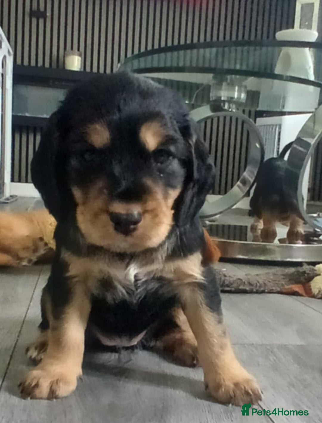 Cocker Spaniel dogs for sale: 3Beautiful show type cocker spaniels 💕♥️ 💙💕 - Image 12