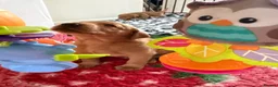 Labrador Retriever dogs for sale: Duel purpose Labrador  - Advert 33