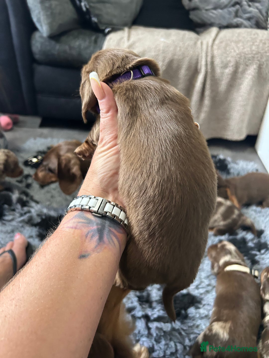 Miniature Dachshund dogs for sale: Chocolate Tan/dapple Miniature Dachsund - Image 24