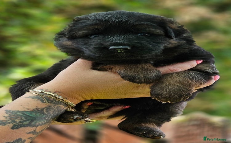 German Shepherd dogs - Advert 2