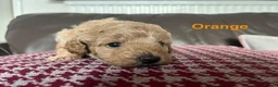 Toy Poodle dogs for sale: Gorgeous Toy Poodle Looking for Their Forever Home - Advert 4