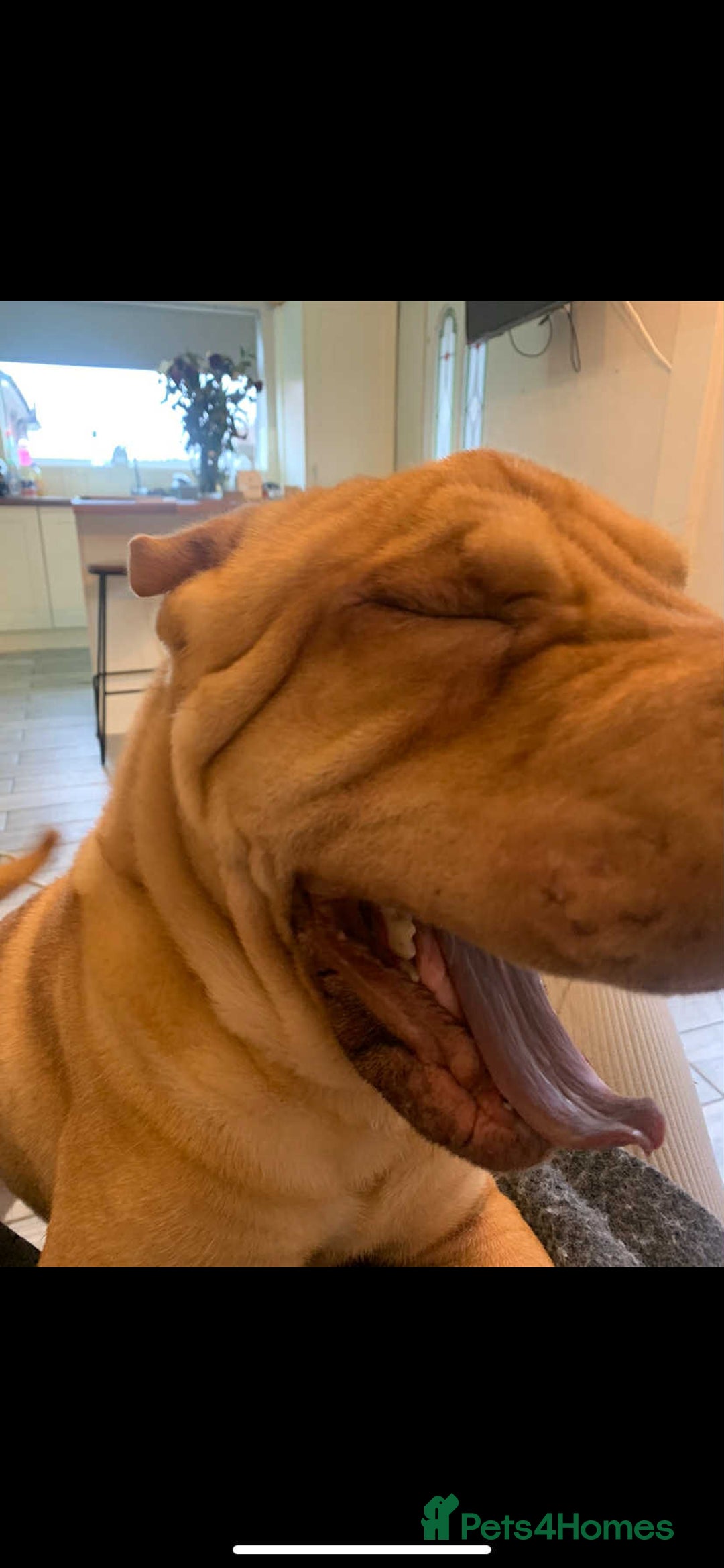 Shar Pei dogs for stud: DRAGO Shar Pei Stud - Image 4