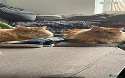 Bengal cats for sale: Two  gingers  cats  - Image 6